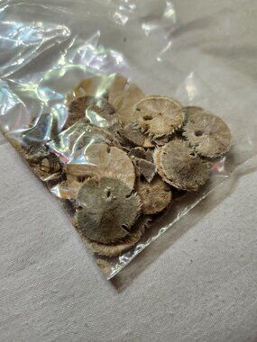 Tiny Real Dried Natural Sand Dollars